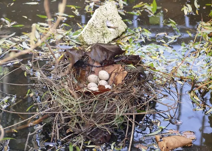 Meschermolen 8 公寓 爱斯登