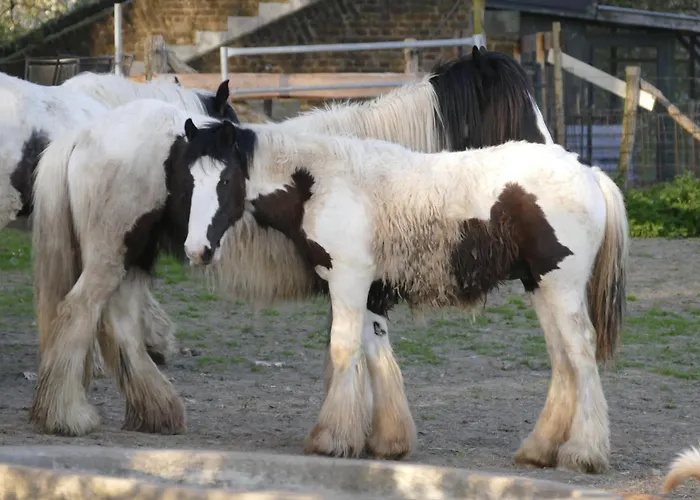 Meschermolen 8 شقة *