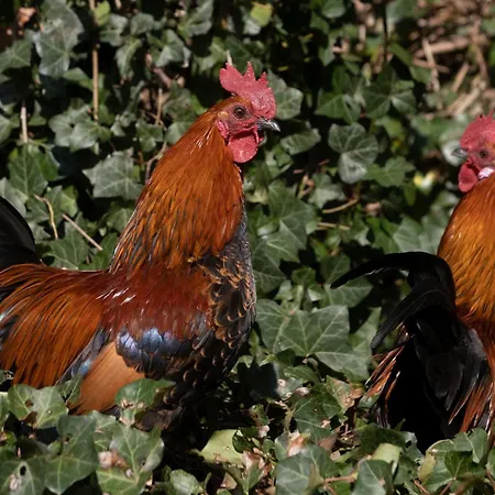 Апартаменты Meschermolen 8