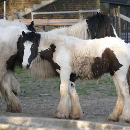 Meschermolen 8 Апартаменты *