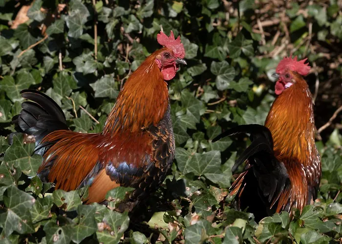 Апартаменты Meschermolen 8